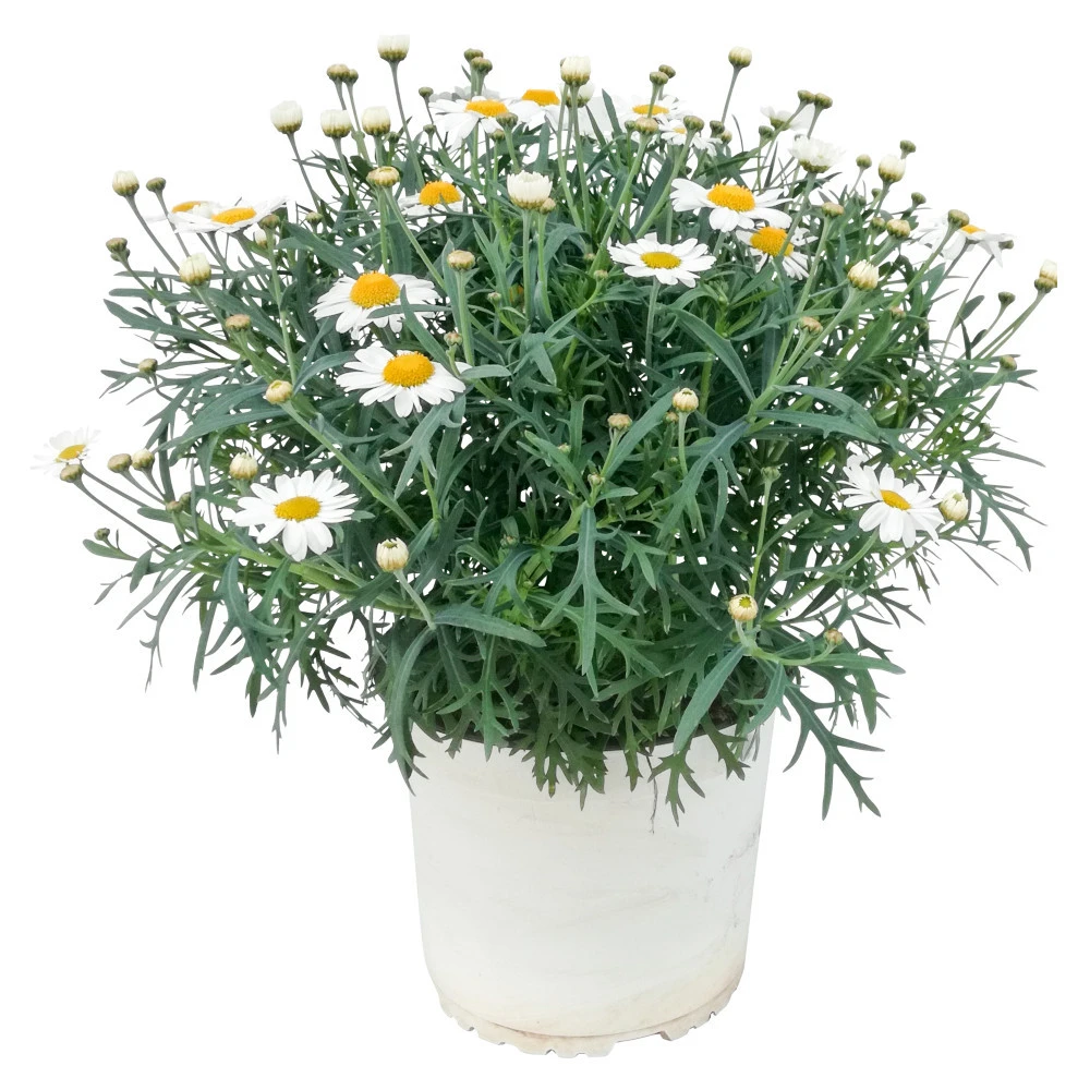 Mageriten Busch In Verschiedenen Farben Im Blumentopf 19 Cm 3 Mageriten Busch In Verschiedenen Farben Im Blumentopf 19 Cm