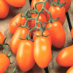 Gemüsepflanzen Veredelt, Tomate Oder Gurke Im Topf -Prosper Garten Geschaft ZYyR73YiguU9Wc 1280x1280