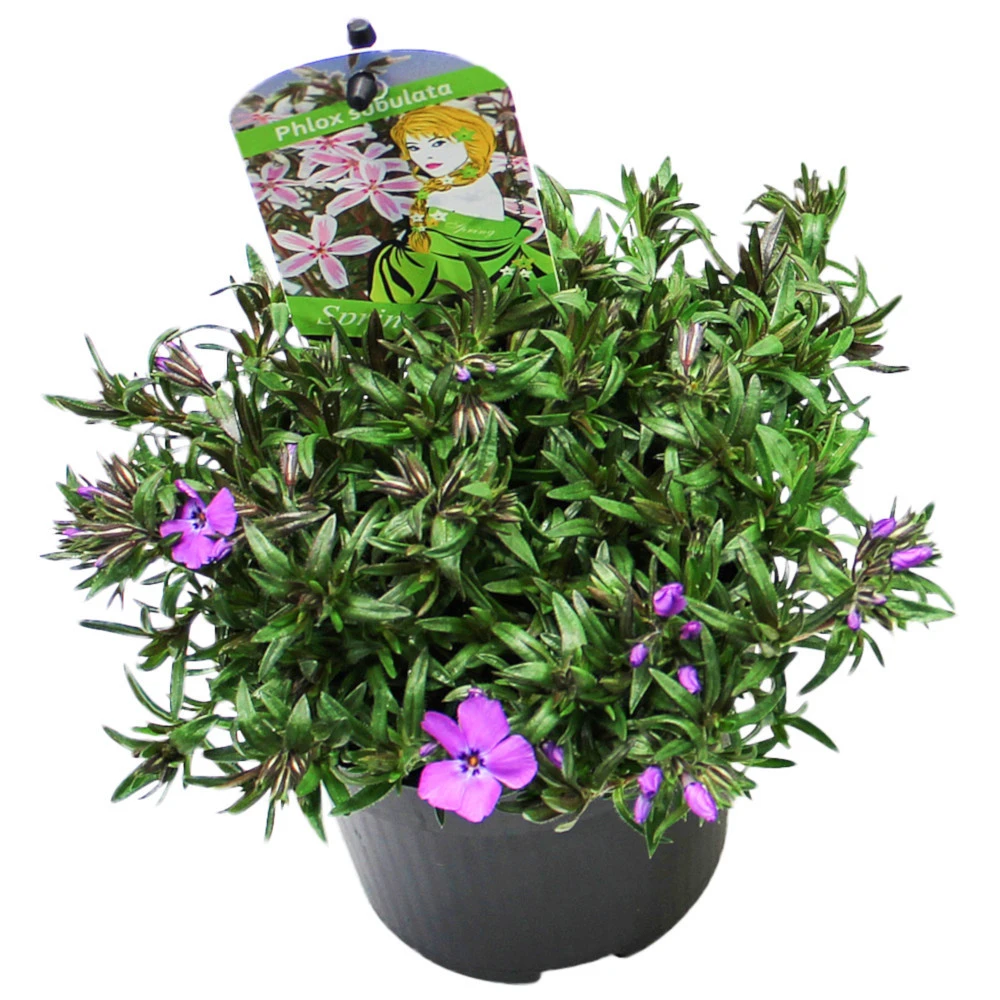 Flammenblume In Verschiedenen Sorten Im Blumentopf 11 Cm 3 Flammenblume In Verschiedenen Sorten Im Blumentopf 11 Cm