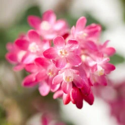 Ribes Sanguineum.King Edwardim 5 Liter Topf 5 Ribes Sanguineum.King Edwardim 5 Liter Topf -Prosper Garten Geschaft ZcEGVxuHr5HBzx 1280x1280