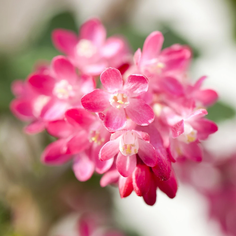 Ribes Sanguineum.King Edwardim 5 Liter Topf 4 Ribes Sanguineum.King Edwardim 5 Liter Topf – Bild 2