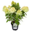 Hydrangea Paniculata Im Blumentopf -Prosper Garten Geschaft ZdU2z79Jzv3IPI 1280x1280