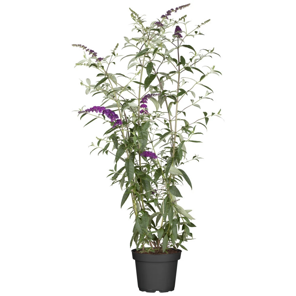 Buddleja Davidiiim Im Blumentopf Ø 19 Cm 4 Buddleja Davidiiim Im Blumentopf Ø 19 Cm – Bild 2