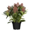 Skimmia Jap.Rubella T13 Im Topf 1 Skimmia Jap.Rubella T13 Im Topf -Prosper Garten Geschaft ZhITCvFeQrIoFx 1280x1280