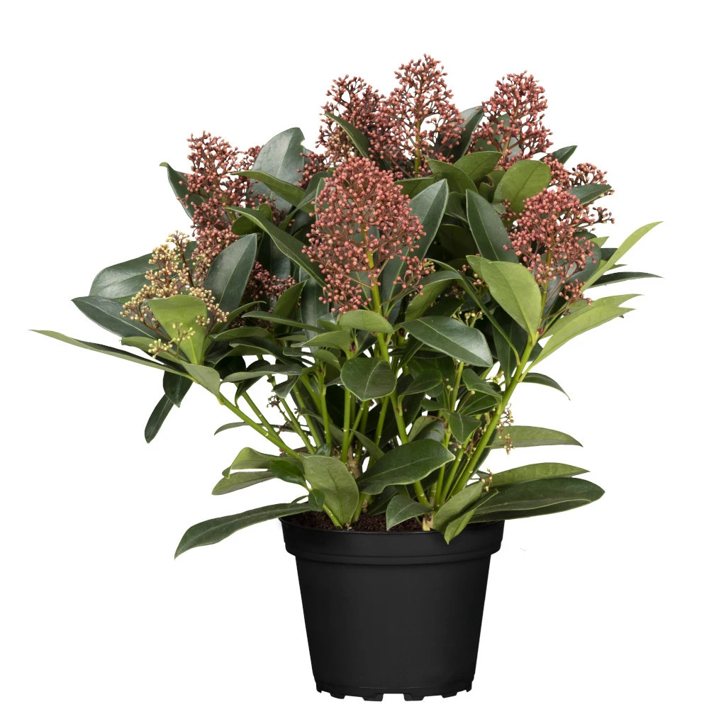Skimmia Jap.Rubella T13 Im Topf 3 Skimmia Jap.Rubella T13 Im Topf