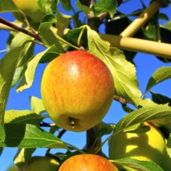 Obstbaum 150 - 200 Cm In Verschiedenen Sorten -Prosper Garten Geschaft ZiVZA96B26dCVT 1280x1280