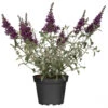 Buddleja Davidiiim Im Blumentopf Ø 19 Cm 1 Buddleja Davidiiim Im Blumentopf Ø 19 Cm -Prosper Garten Geschaft ZmOjnXamVFV91Q 1280x1280
