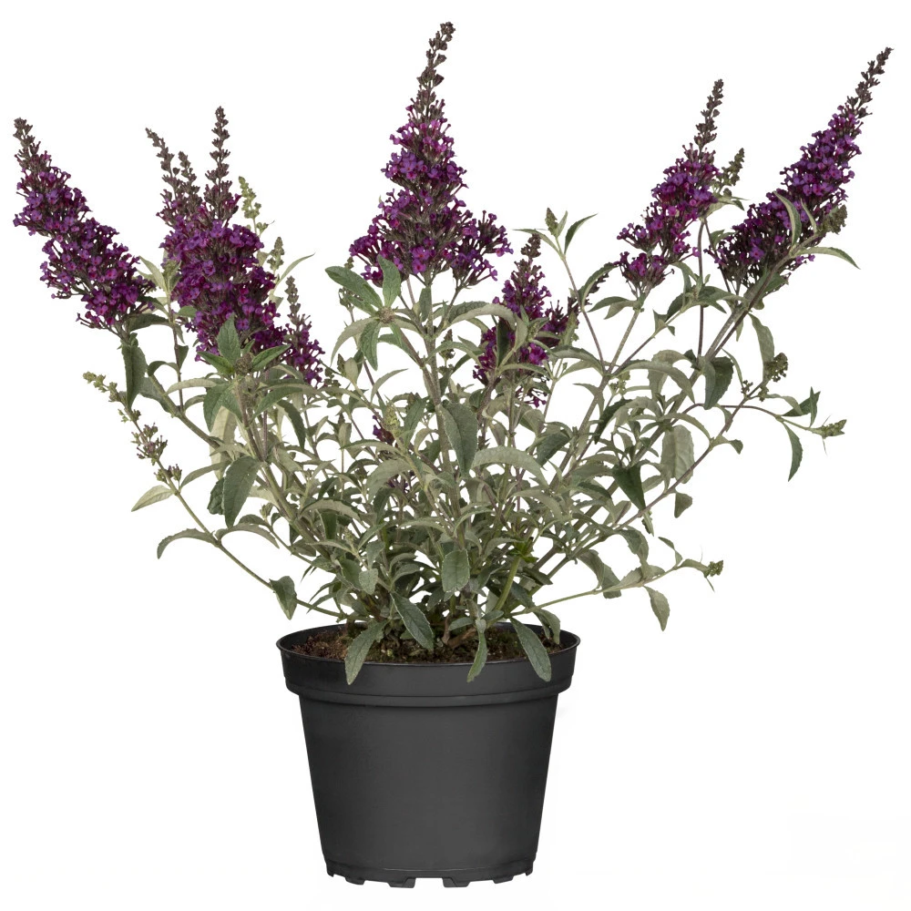 Buddleja Davidiiim Im Blumentopf Ø 19 Cm 3 Buddleja Davidiiim Im Blumentopf Ø 19 Cm