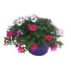 Sommerblume-Dekoschale XXL, In 23cm Topf -Prosper Garten Geschaft ZnKdQ3HNrXMo8E 1280x1280