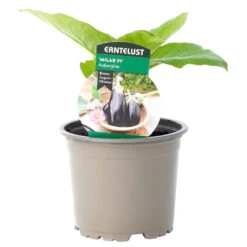 Aubergine Verschiedene Sorten Im Topf