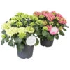Hydrangea Macrophylla In Verschiedenen Sorten Im Blumentopf 19 Cm -Prosper Garten Geschaft ZrPcrERJZCiR5V 1280x1280