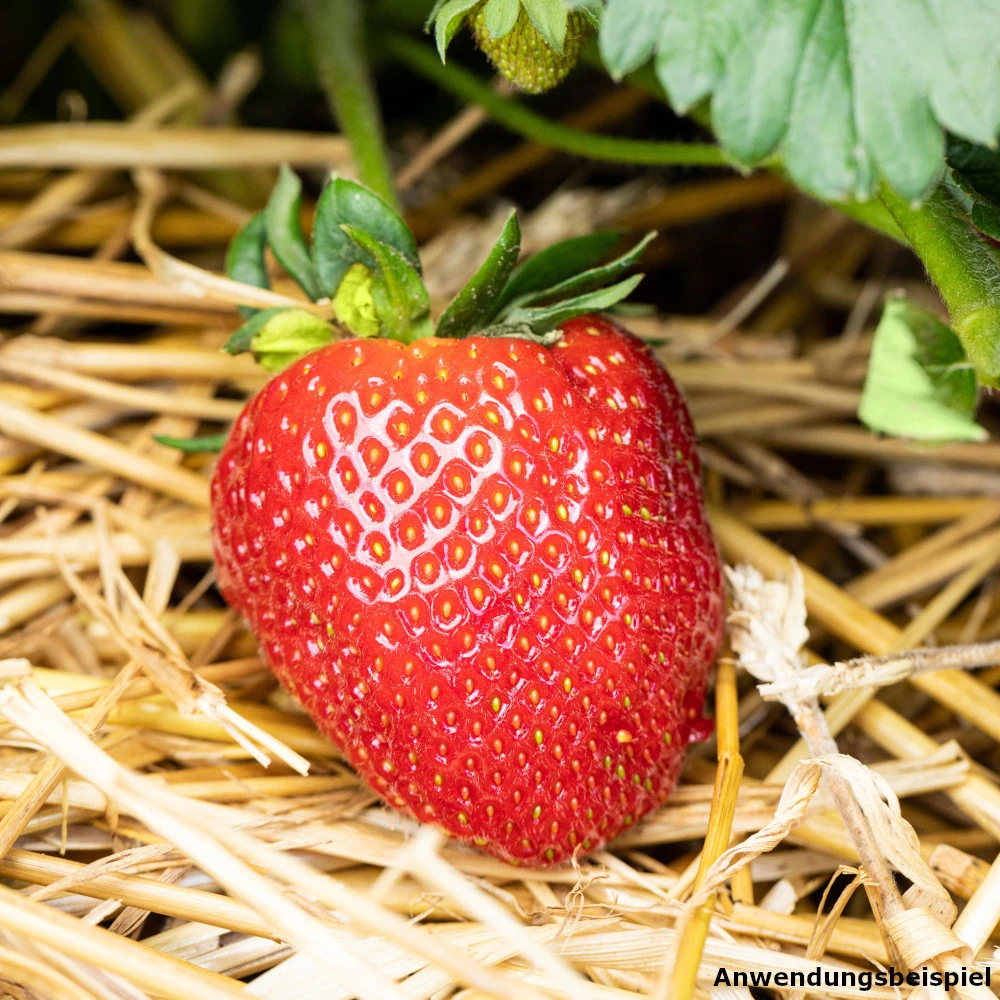 Erdbeeren Vorgezogen Im Blumentopf 9 Cm 5 Erdbeeren Vorgezogen Im Blumentopf 9 Cm – Bild 3