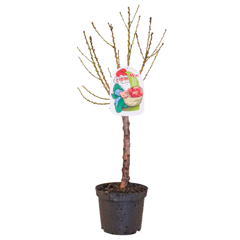 Zwergobstbäume Verschiedene Sorten Im Blumentopf 3 Zwergobstbäume Verschiedene Sorten Im Blumentopf