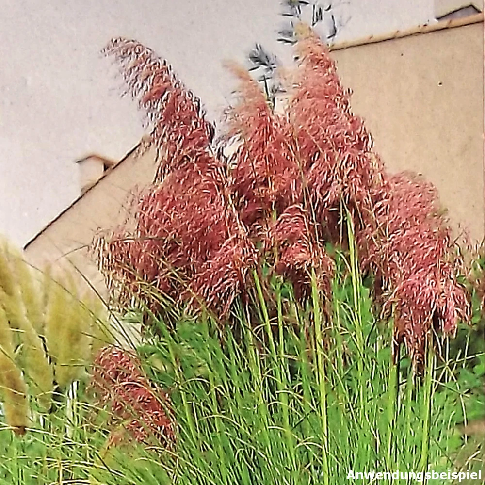 Pampasgras In Verschiedenen Farben Im Robusten Blumentopf 4 Pampasgras In Verschiedenen Farben Im Robusten Blumentopf – Bild 2