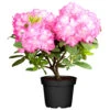 Rhododendron Hybriden Im Color Topf, Verschiedene Farben 1 Rhododendron Hybriden Im Color Topf, Verschiedene Farben -Prosper Garten Geschaft ZvekcGTypMpPkc 1280x1280