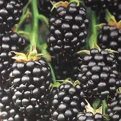 Beerenobst Im Sortiment 11 Beerenobst Im Sortiment -Prosper Garten Geschaft Zx1sQmEVs8LqSs 1280x1280