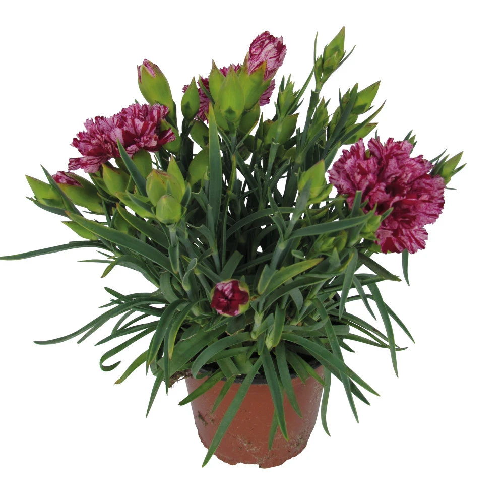 Dianthus Caryophyllus Im Blumentopf 11 Cm 4 Dianthus Caryophyllus Im Blumentopf 11 Cm – Bild 2